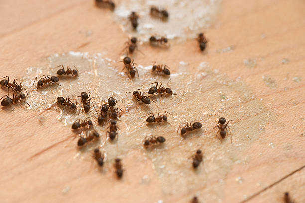 Best Mosquito Control Services  in Bren Arrow, OK